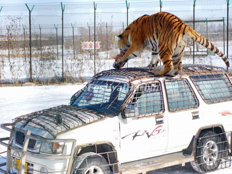Harbin Siberian Tiger Park