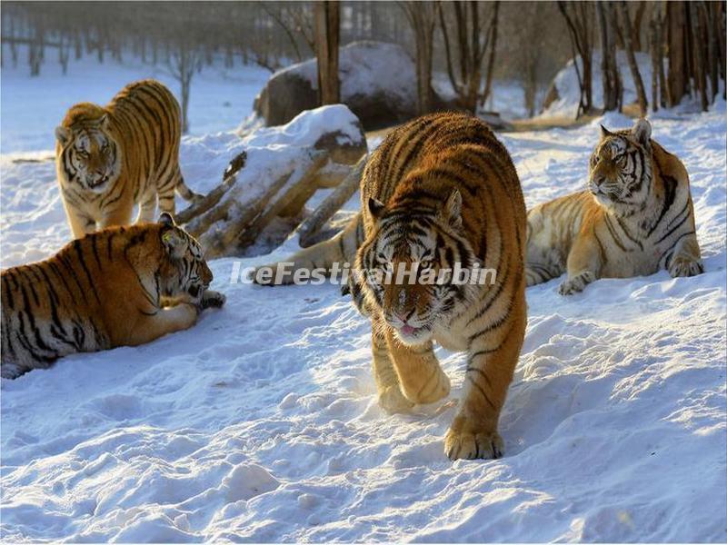 Harbin Siberian Tiger Park, Heilongjiang Province