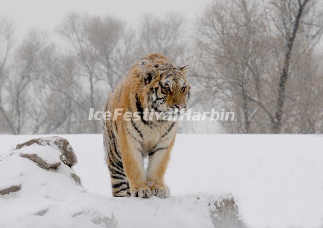 Harbin Siberian Tiger Park