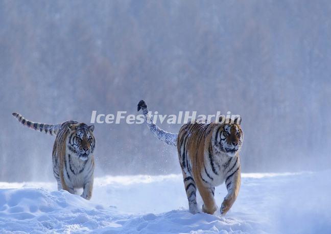 Harbin Siberian Tiger Park