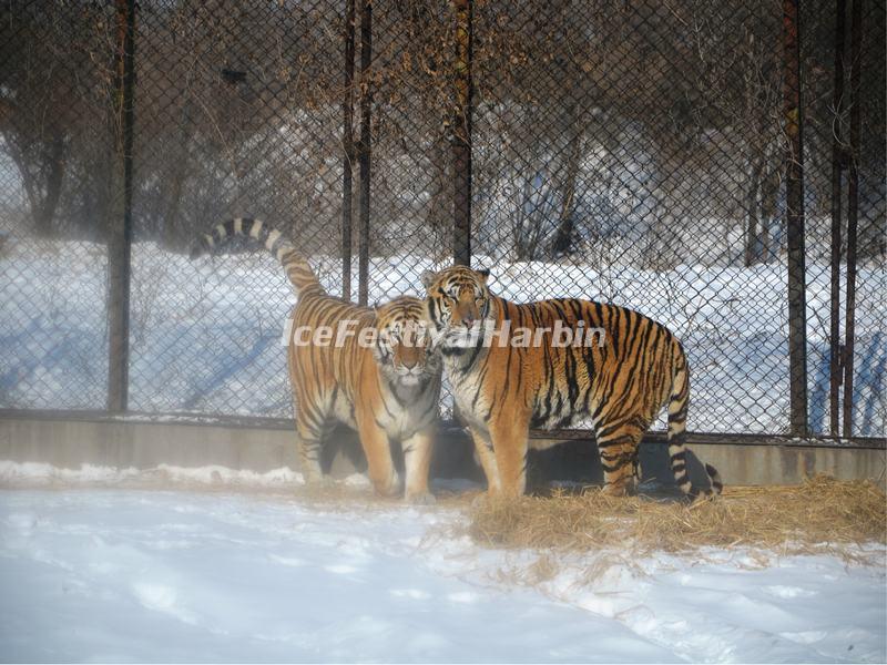 Harbin Siberian Tiger Park