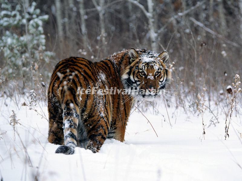 Harbin Siberian Tiger Park
