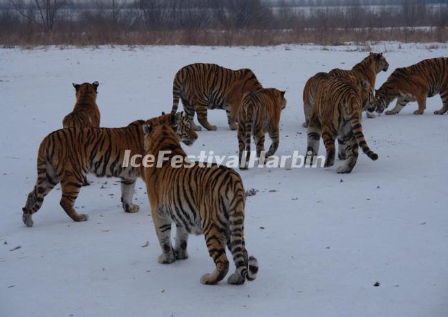 Harbin Siberian Tiger Park