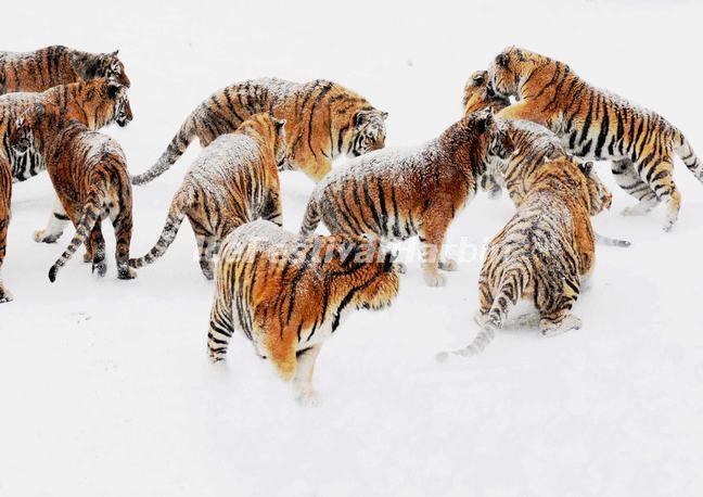 Harbin Siberian Tiger Park