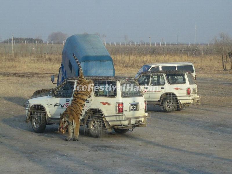 Harbin Siberian Tiger Park