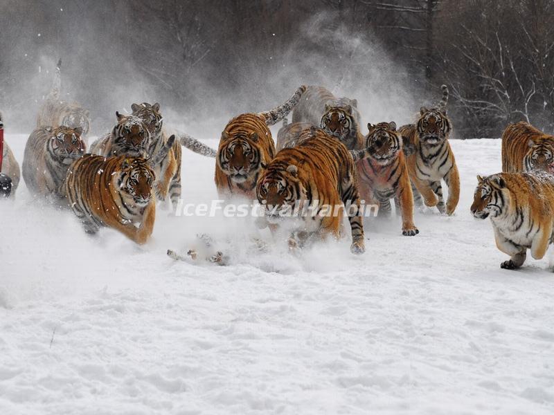 Harbin Siberian Tiger Park in Winter
