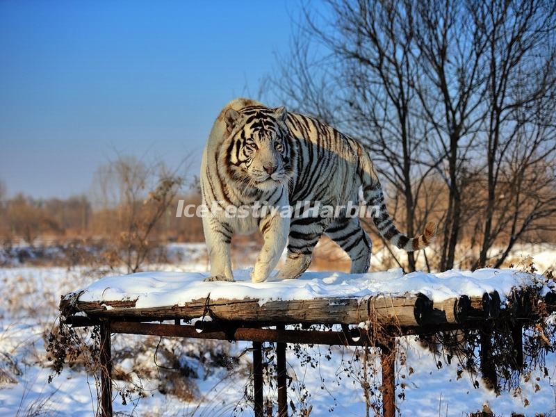 Harbin Siberian Tiger Park