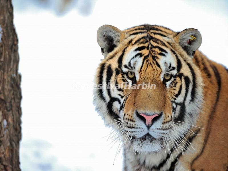 Harbin Siberian Tiger Park