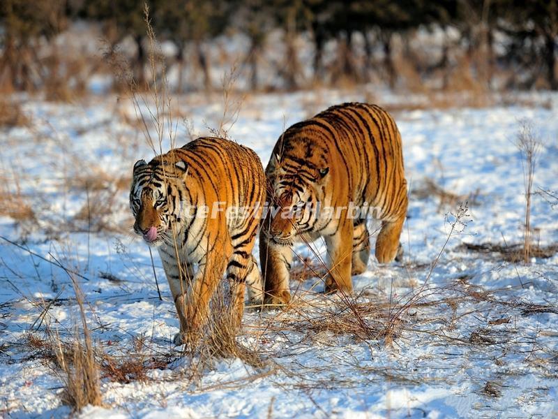Harbin Siberian Tiger Park