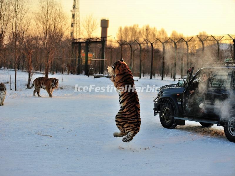 Harbin Siberian Tiger Park