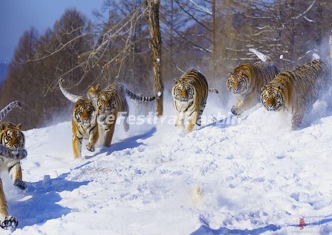 Siberian Tiger Park