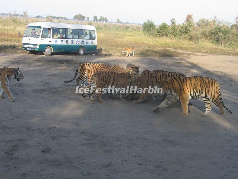 Harbin Siberian Tigers