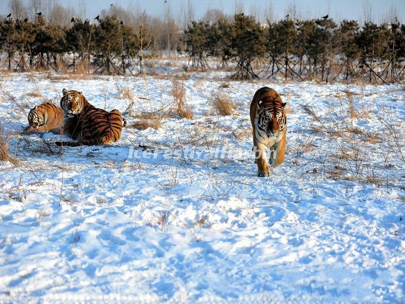 Harbin Siberian Tiger Park