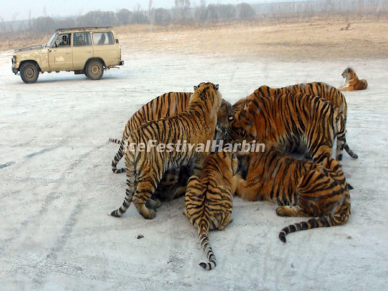 Harbin Siberian Tiger Park