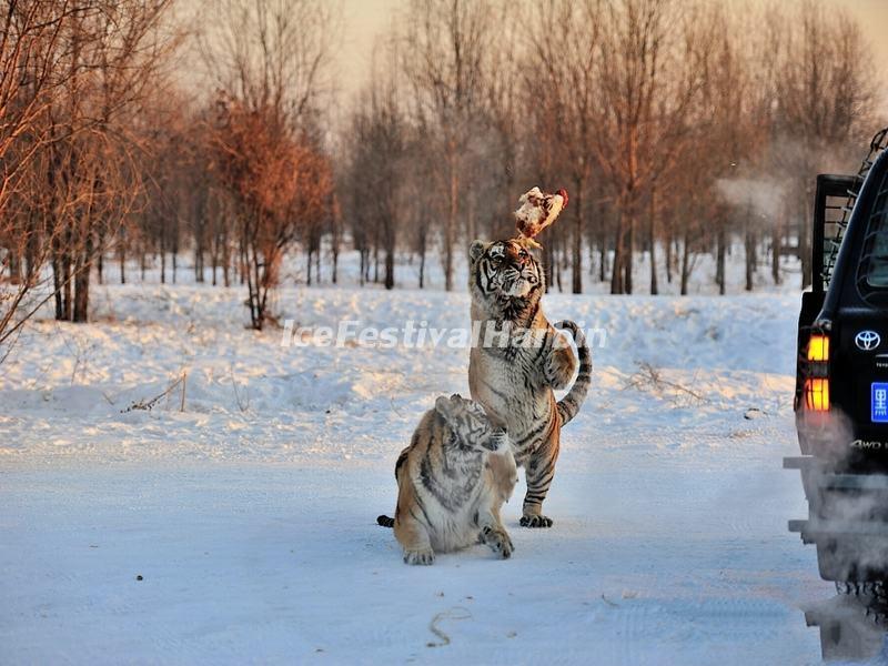 Harbin Siberian Tiger Park