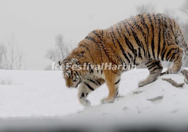 Harbin Siberian Tiger Park