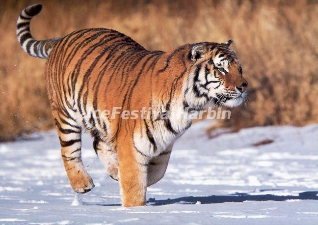 Harbin Siberian Tiger Park