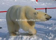 Harbin Snow Sculpture- A Polar Bear