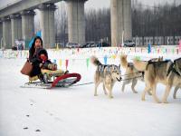 Harbin Dog Sledding