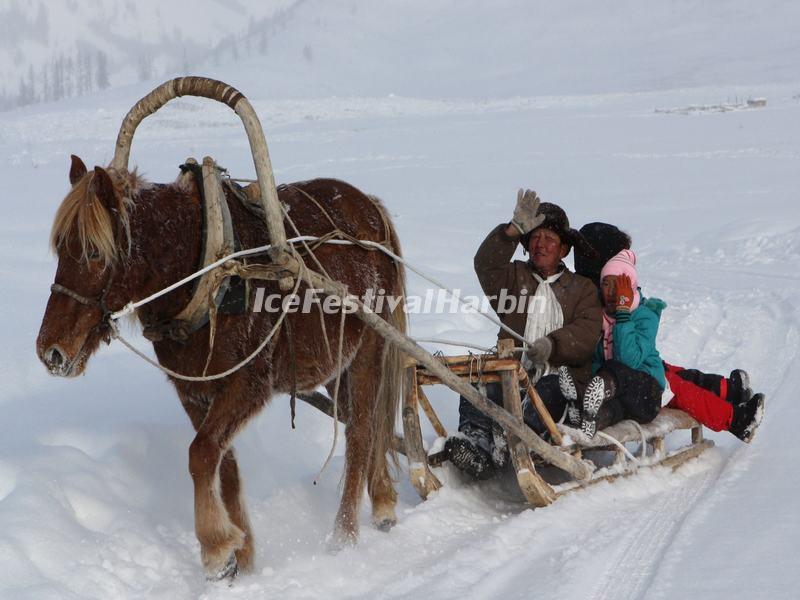 Harbin Horse Sledding