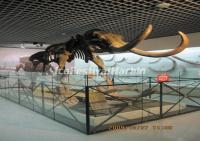 The Animal Fossil in Heilongjiang Provincial Museum