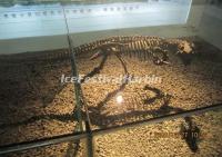 A Dinosaur Fossil in Harbin Heilongjiang Provincial Museum