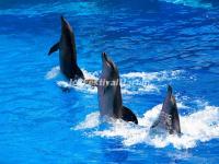 Hong Kong Ocean Park Dolphins