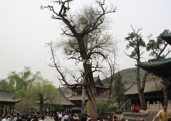 Jinci Temple