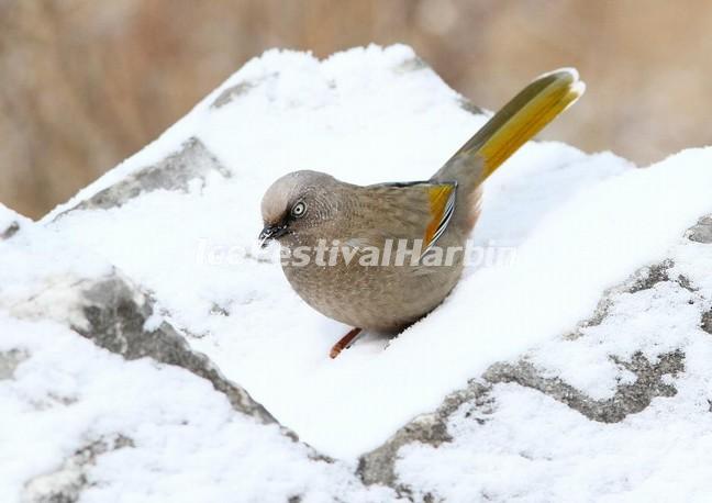 Jiuzhaigou Valley Bird