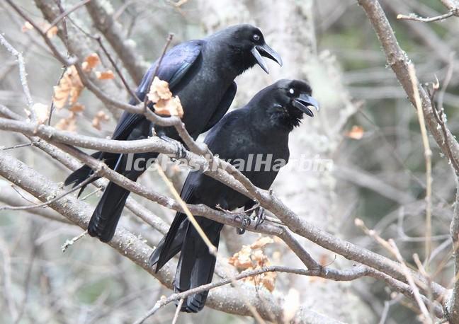 Jiuzhaigou Valley Birding