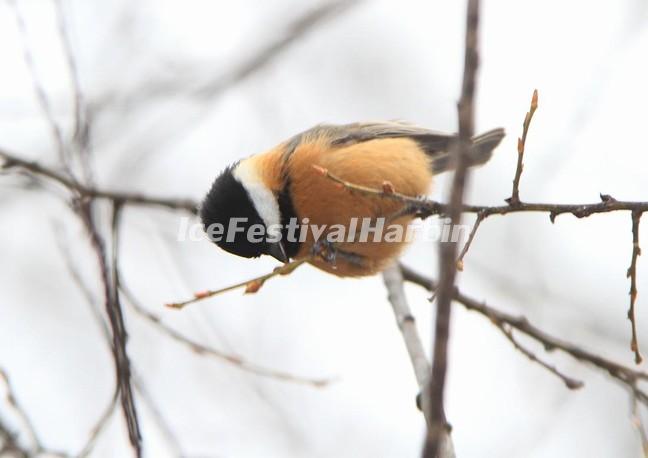 Jiuzhaigou Valley Bird