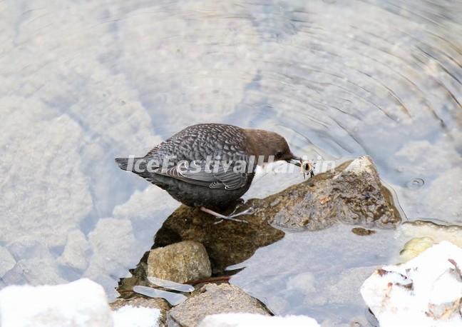 Jiuzhaigou Valley Bird Watching