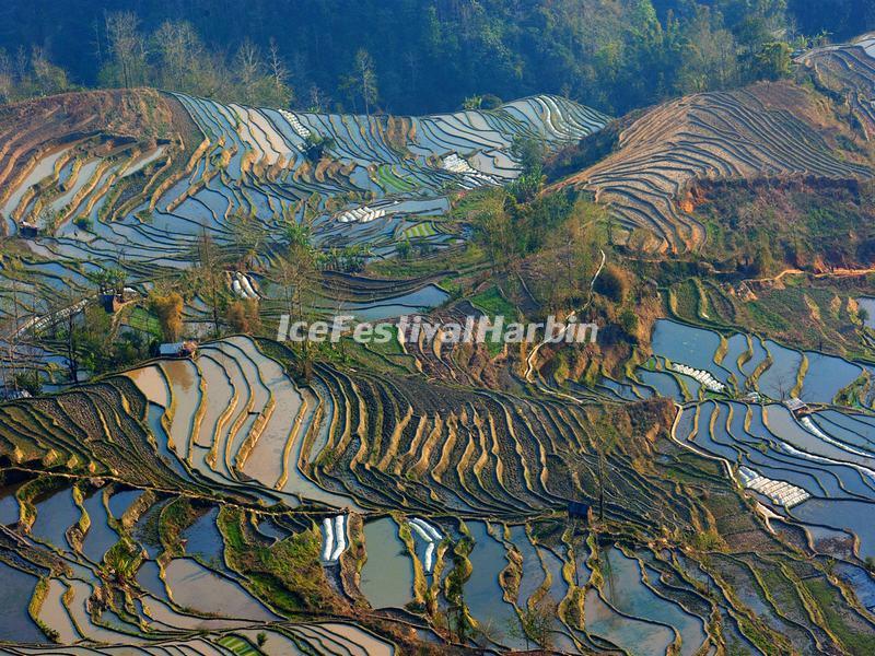 Yuanyang Tiger Mouth Rice Terraces 