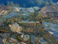 Yuanyang Tiger Mouth Rice Terraces 