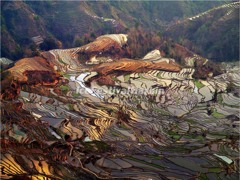 Tiger Mouth Rice Terraces Yuanyang