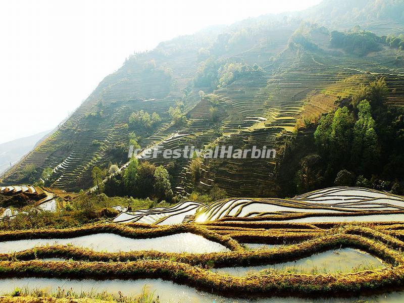 The Morning Break in Laohuzui Rice Terraces 