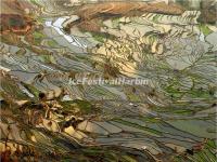 Tiger Mouth Rice Terraces 