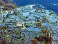 Laohuzui Rice Terraces Yuanyang, China