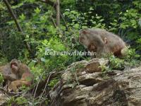 Lesser Three Gorges Monkeys 