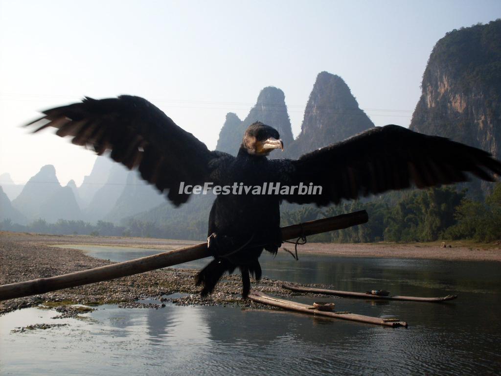 Li River Cormorant