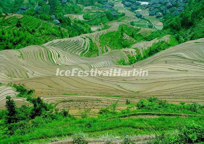 Longsheng Rice Terrace in Spring