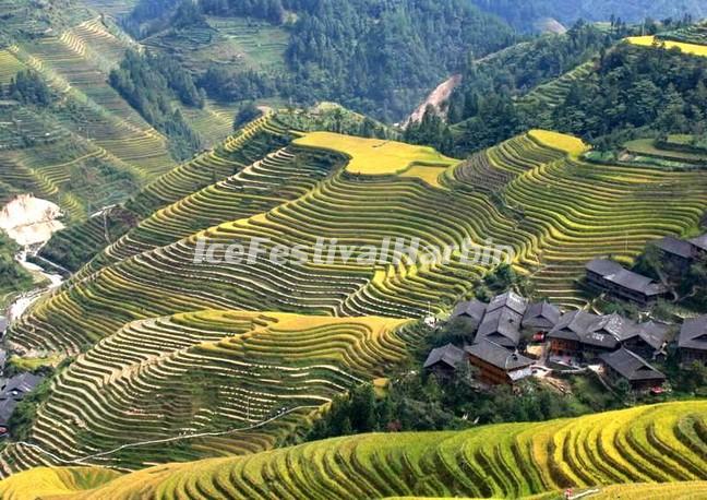 Longsheng Rice Terrace 