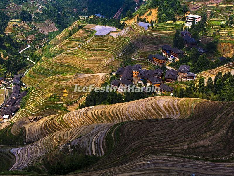 Longji Rice Terraces 