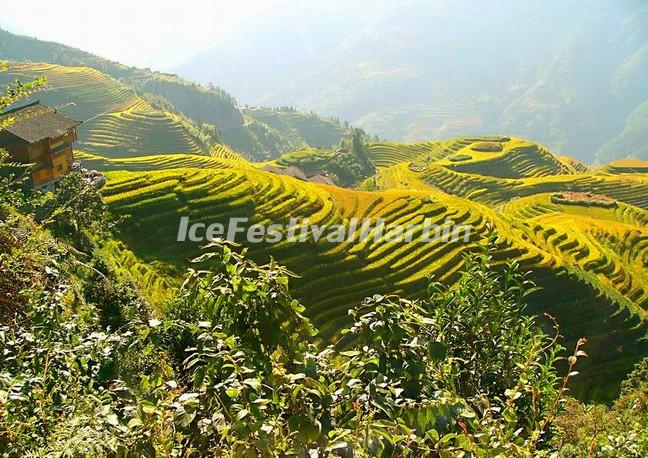 Longsheng Rice Terraces in Autumn  