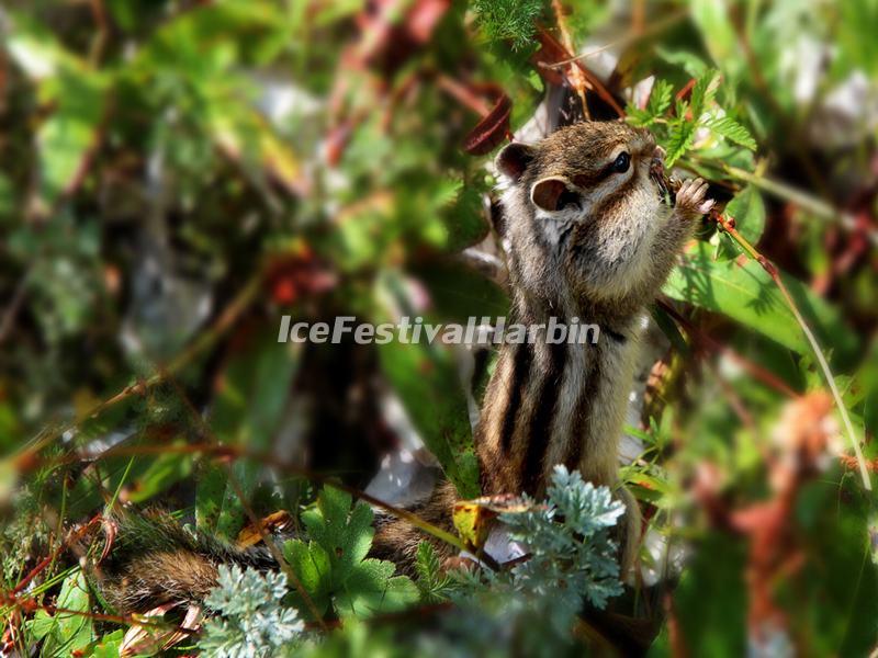 A Squirrel at Mounigou Valley