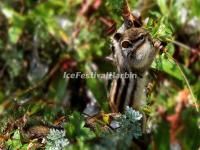 A Squirrel at Mounigou Valley