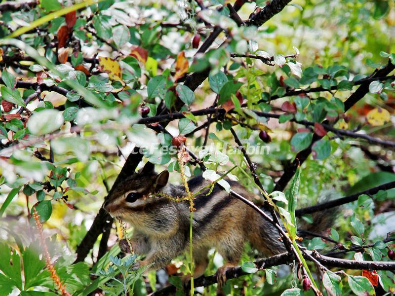 Mounigou Valley Squirrel