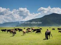 The Horses in Napa Lake Grasslands 