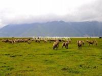 Napa Lake Grasslands 