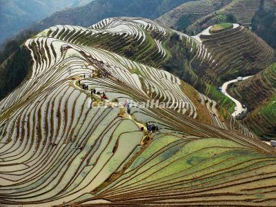 Ping'an Zhuang Ethnic Village Rice Terraces